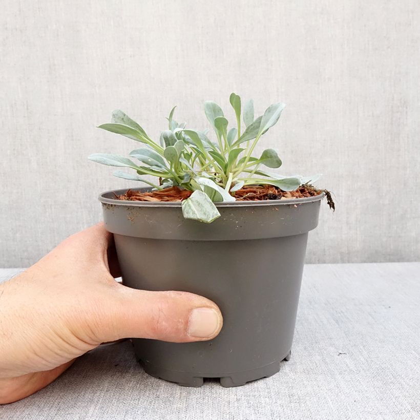 Exemplaar van Oesterblad - Mertensia maritima Pot van 1 l/1,5 l zoals geleverd in de lente