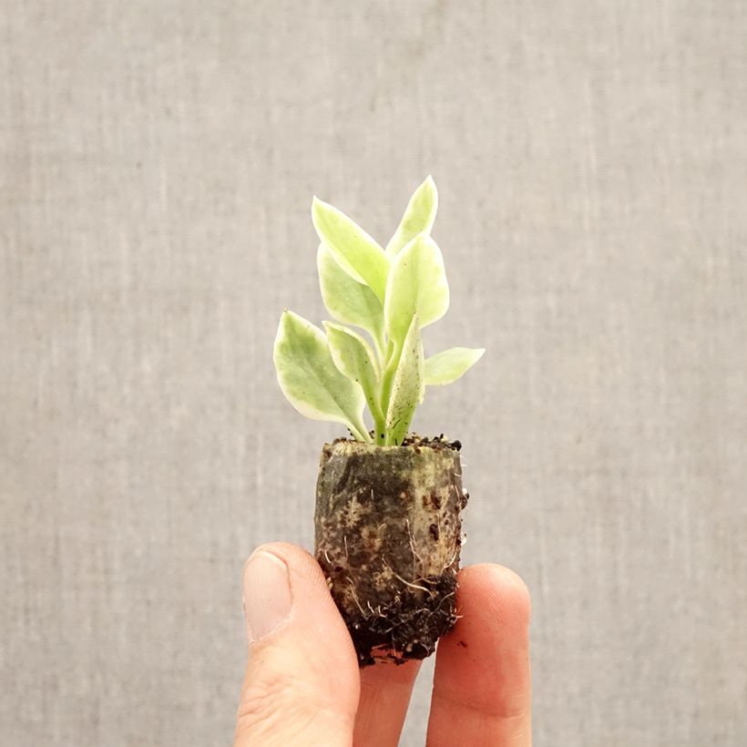 Exemplaar van Mesembryanthemum Mezoo - IJsbloempje Mini-mot Ø 3/4 cm zoals geleverd in de lente