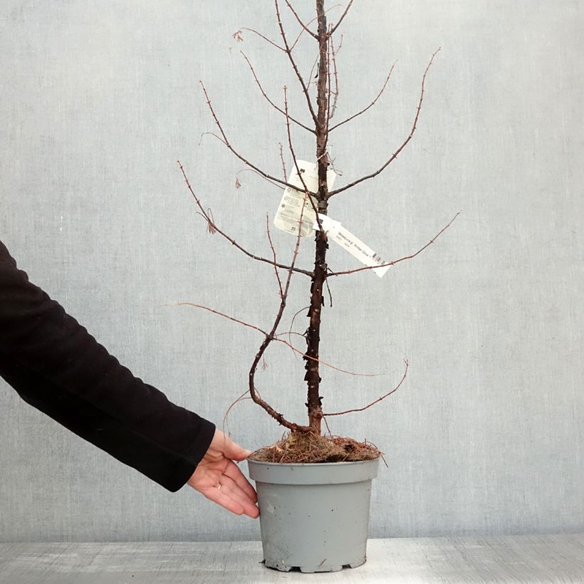 Exemplaar van Metasequoia glyptostroboides Amber Glow Pot de 2L/3L zoals geleverd in de herfst