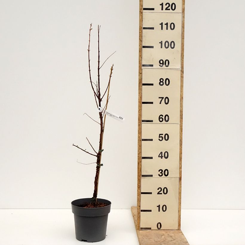 Example of Metasequoia glyptostroboides Amber Glow - Watercipres Pot van 4 l/5 l as you get in printemps