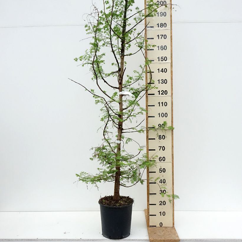 Exemplaar van Metasequoia glyptostroboides - Watercipres Pot van 18 l/20 l zoals geleverd in de zomer