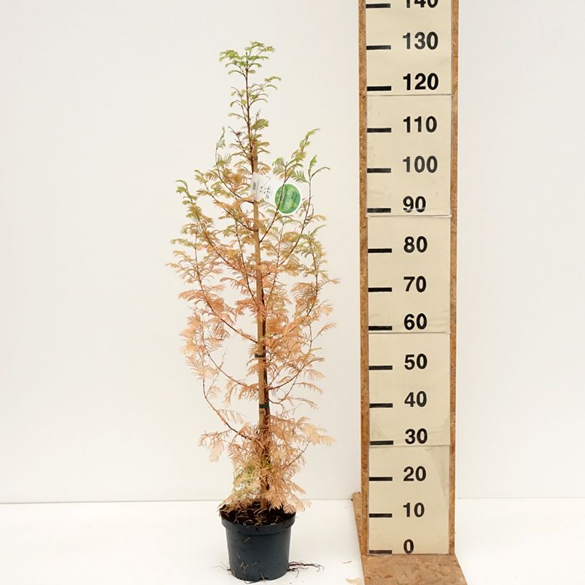 Exemplaar van Metasequoia glyptostroboides - Watercipres Pot van 3 l/4 l zoals geleverd in de herfst