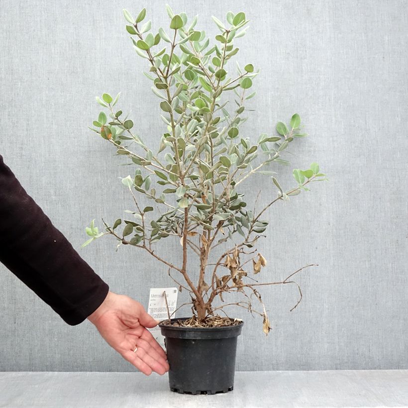 Exemplaar van Metrosideros excelsa Aurea - Nieuw-Zeelandse kerstboom Pot van 2 l/3 l zoals geleverd in de herfst