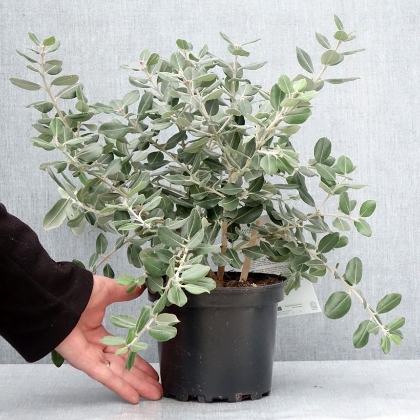 Exemplaar van Metrosideros excelsa Aurea - Arbre de Noël de Nouvelle-Zélande Pot de 2L/3L zoals geleverd in de winter