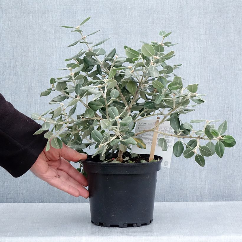 Exemplaar van Metrosideros excelsa Aurea - Nieuw-Zeelandse kerstboom Pot van 2 l/3 l zoals geleverd in de lente