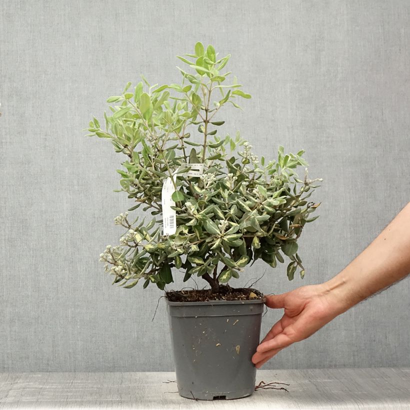Exemplaar van Metrosideros kermadecensis Aureomarginata - Nieuw-Zeelandse kerstboom Pot van 4 l/5 l zoals geleverd in de lente
