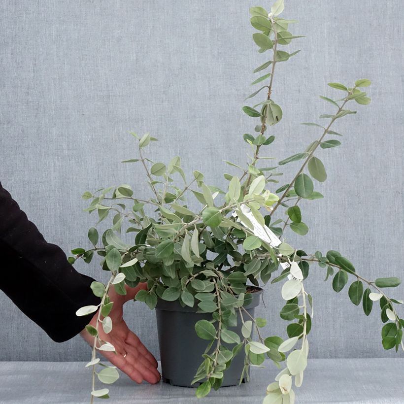 Exemplaar van Metrosideros x thomasii Pot de 3L/4L zoals geleverd in de winter