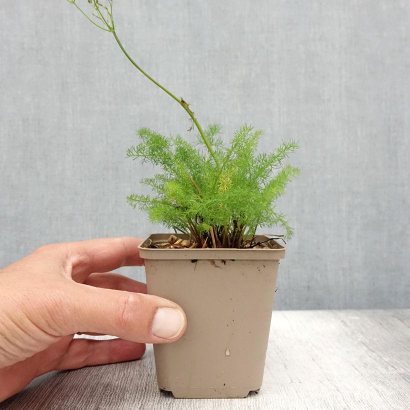Exemplaar van Meum athamanticum - Bergvenkel Kweekpotje van 8/9 cm zoals geleverd in de zomer