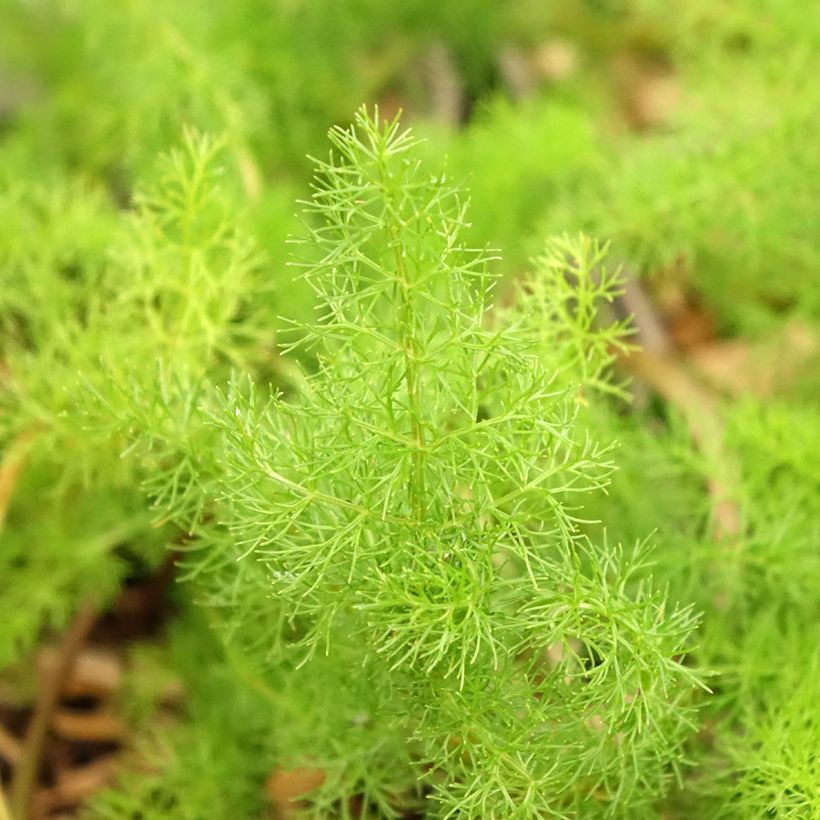 Meum athamanticum - Bergvenkel (Blad)