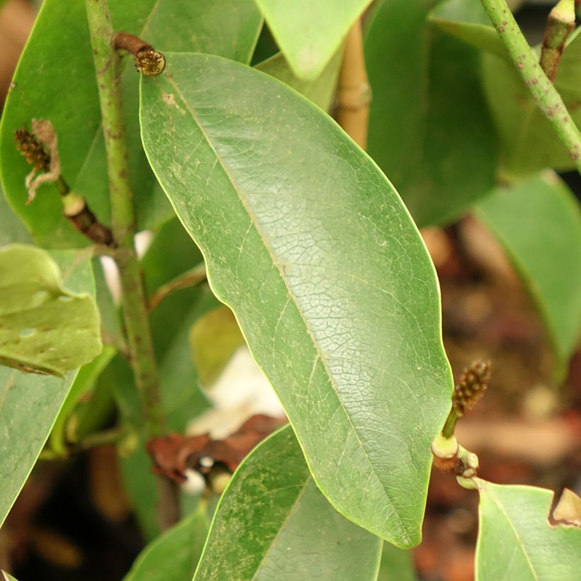 Michelia Fairy Lime - Bananenstruik (Blad)