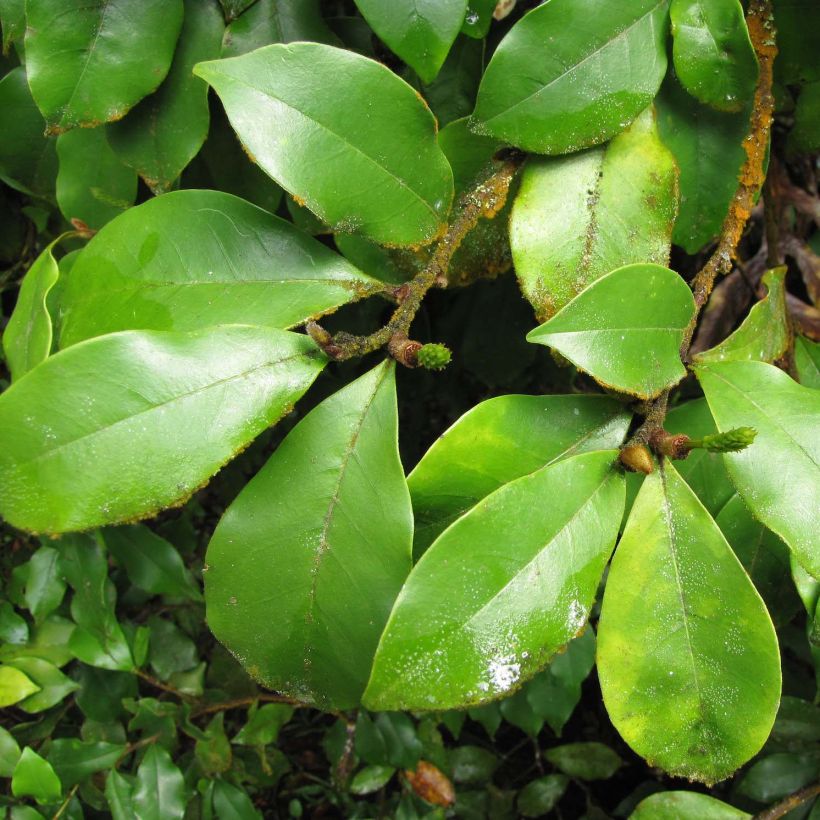 Magnolia figo - Bananenstruik (Foliage)