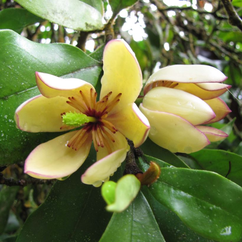 Magnolia figo - Bananenstruik (Flowering)