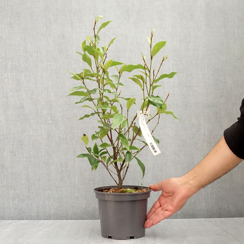 Exemplaar van Magnolia figo - Bananenstruik Pot van 2 l/3 l zoals geleverd in de zomer