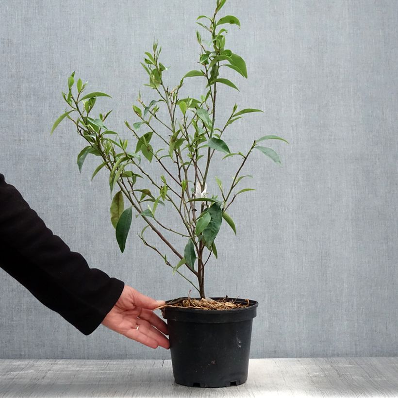 Example of Magnolia figo - Bananenstruik Pot van 2 l/3 l as you get in printemps