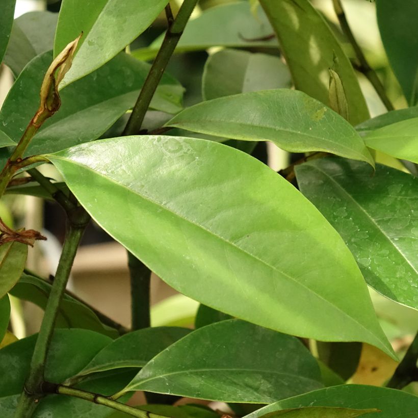 Magnolia Allspice - Bananenstruik (Blad)