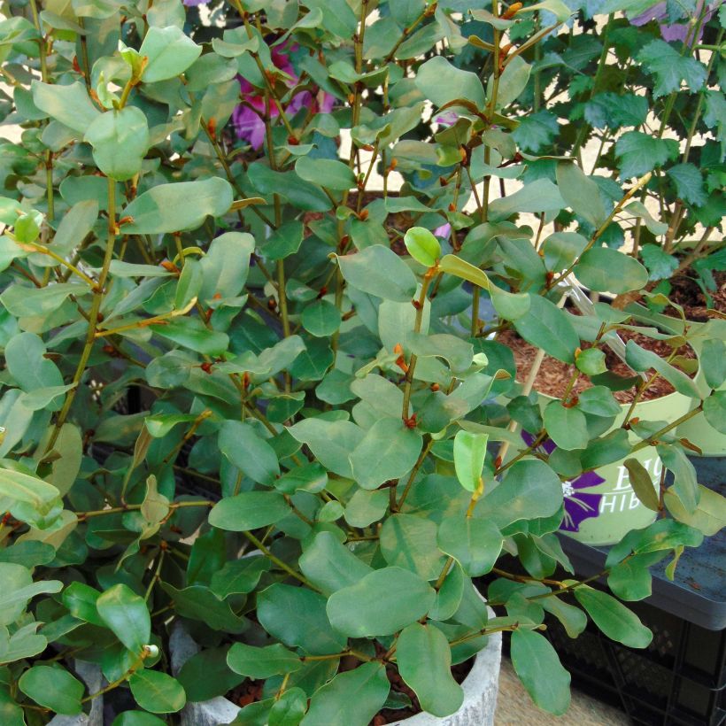 Michelia yunnanensis Gail's Favorite - Bananenstruik (Groeiplaats)