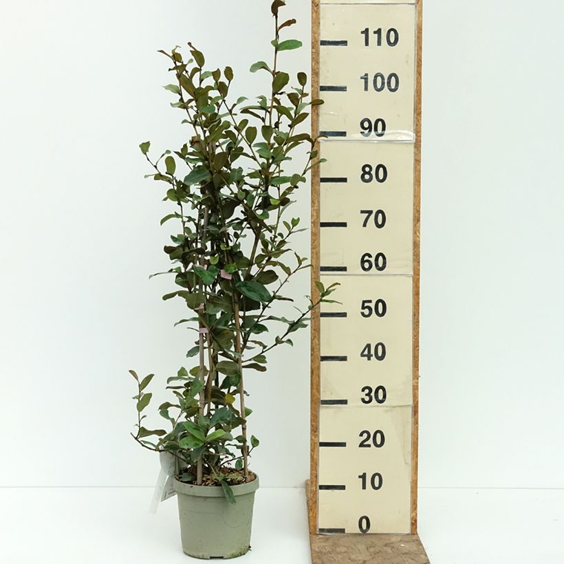 Exemplaar van Michelia yunnanensis Gail's Favorite - Bananenstruik Pot van 4 l/5 l zoals geleverd in de zomer