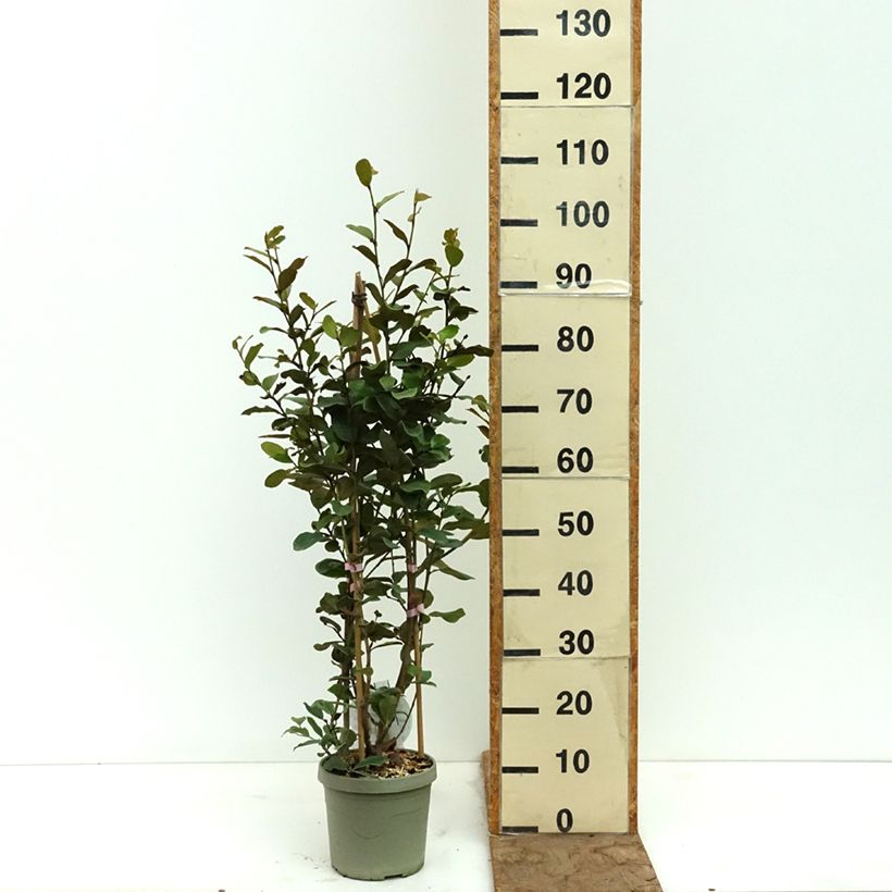 Exemplaar van Michelia yunnanensis Gail's Favorite - Bananenstruik Pot van 4 l/5 l zoals geleverd in de lente