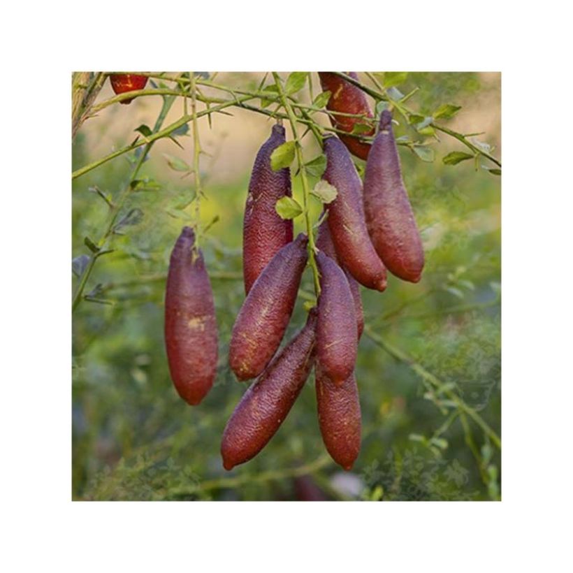 Vingerlimoen (zwarte zaadkorrels) - Microcitrus australasica (Harvest)