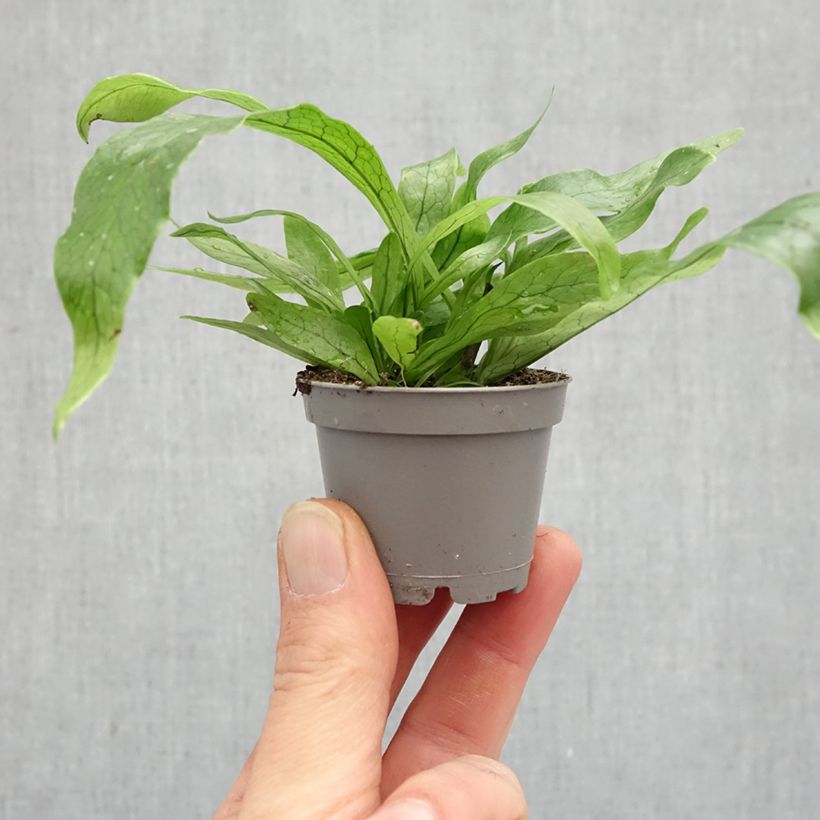 Exemplaar van Microsorum musifolium Crocodyllus - Krokodillenvaren Mini-kamerplanten zoals geleverd in de lente