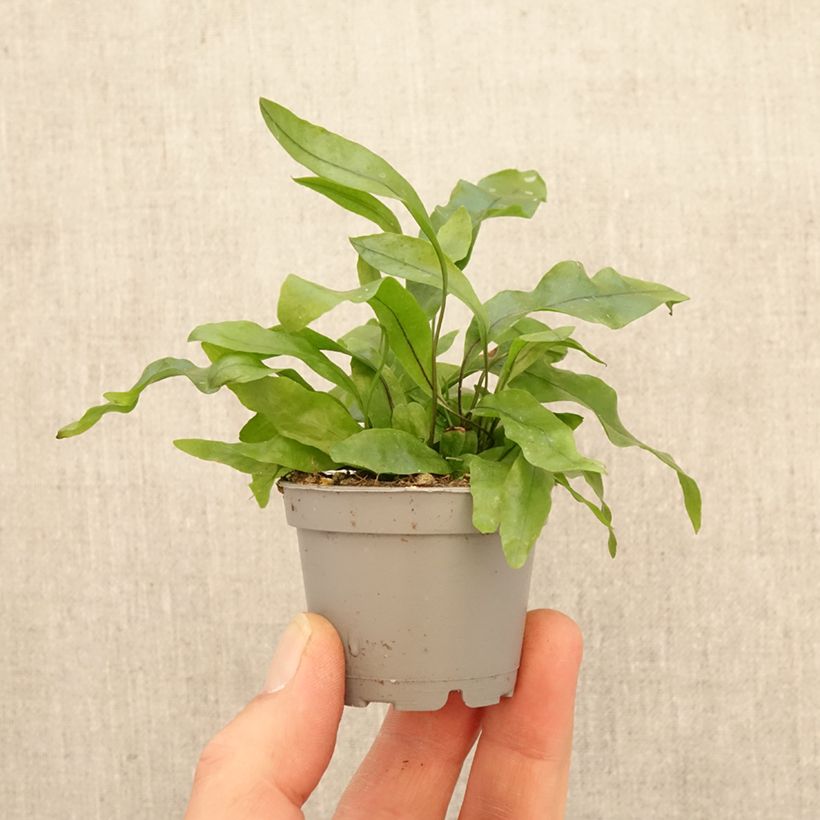 Exemplaar van Microsorum pteropus - Javaanse varen Mini-kamerplanten zoals geleverd in de lente