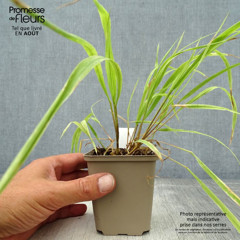 Exemplaar van Milium effusum Aureum - Bosgierstgras Kweekpotje van 8/9 cm zoals geleverd in de zomer