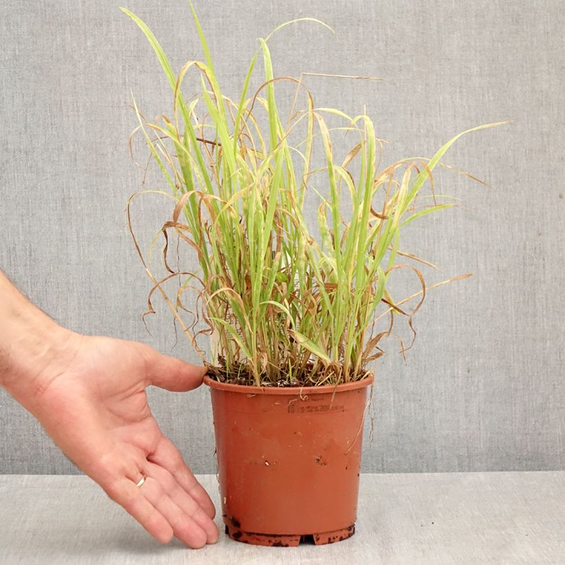 Exemplaar van Milium effusum Aureum - Bosgierstgras Pot van 1 l/1,5 l zoals geleverd in de herfst