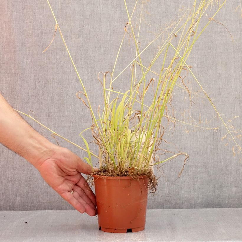 Exemplaar van Milium effusum Aureum - Bosgierstgras Pot van 1 l/1,5 l zoals geleverd in de zomer