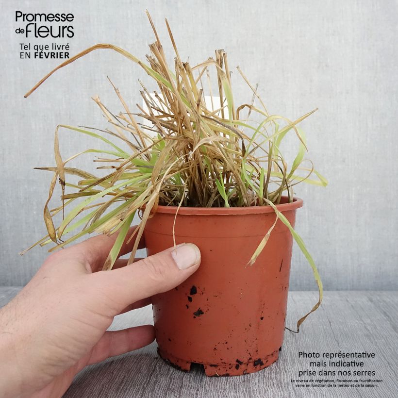 Exemplaar van Milium effusum Aureum Pot de 1L/1,5L zoals geleverd in de winter