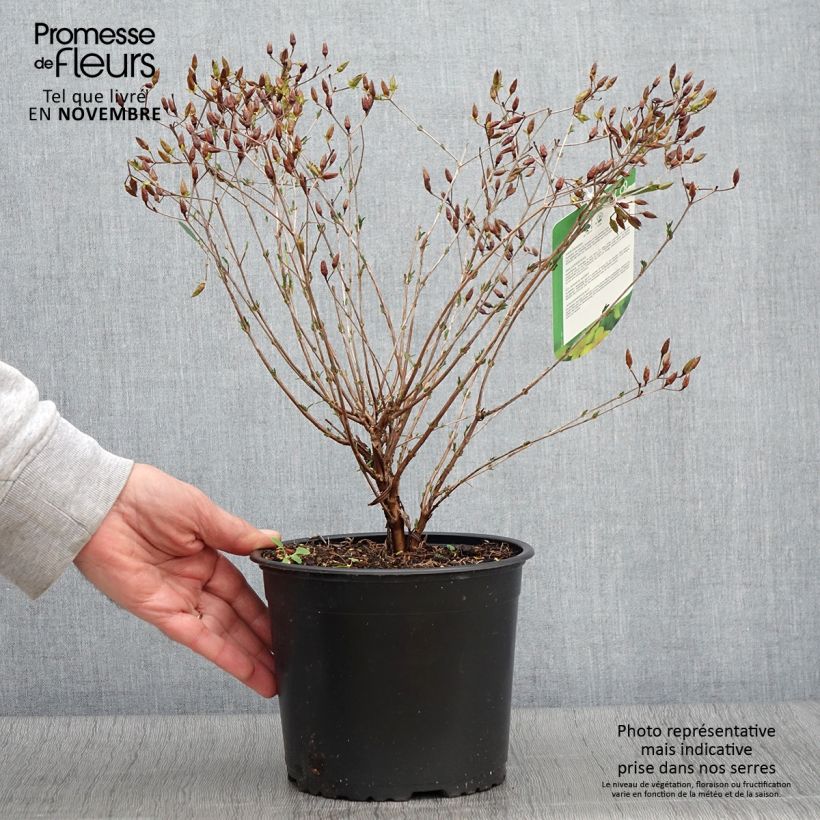 Exemplaar van Hypericum kalmianum Gemo - Kalm's hertshooi Pot van 3 l/4 l zoals geleverd in de herfst