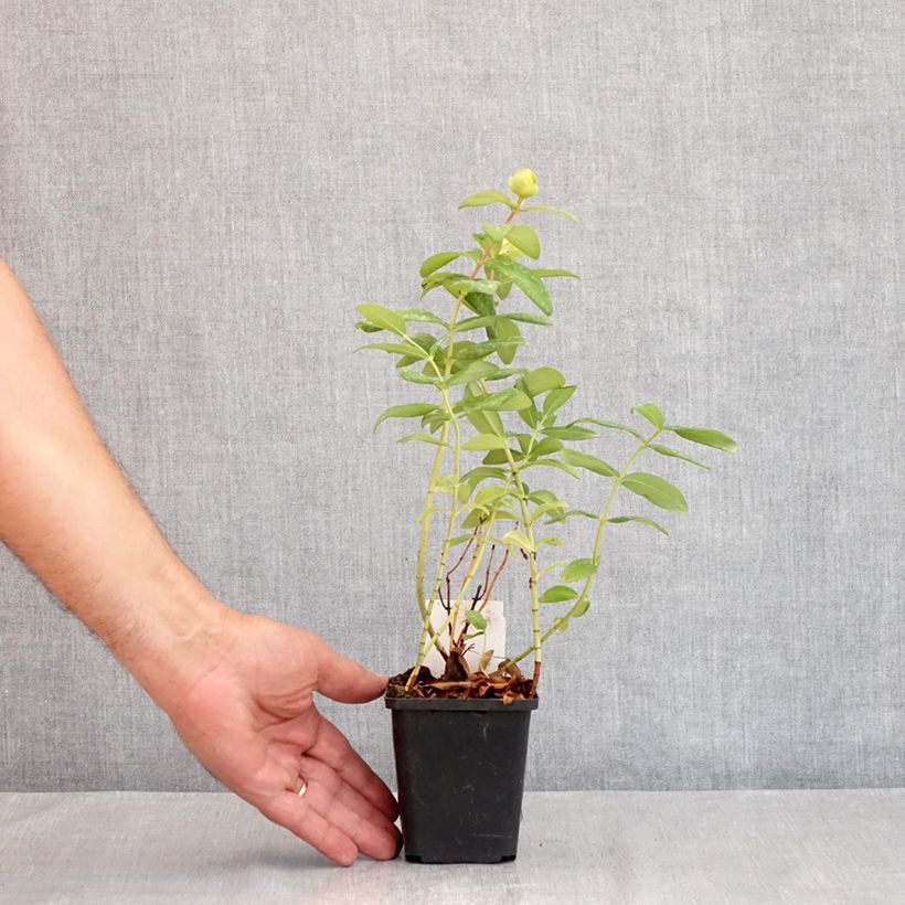 Exemplaar van Hypericum calycinum - Hertshooi Kweekpotje van 7/8 cm zoals geleverd in de zomer