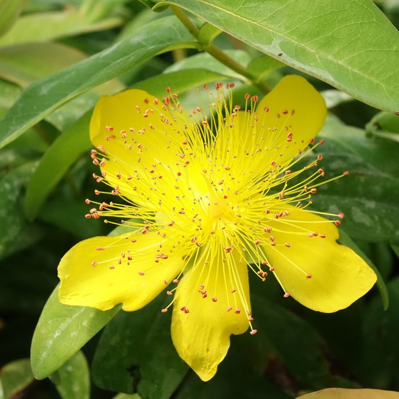 Hypericum calycinum - Hertshooi (Bloei)