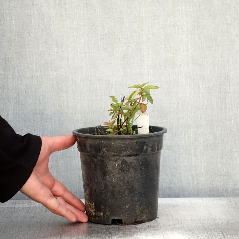 Exemplaar van Hypericum calycinum - Hertshooi Pot van 2 l/3 l zoals geleverd in de herfst