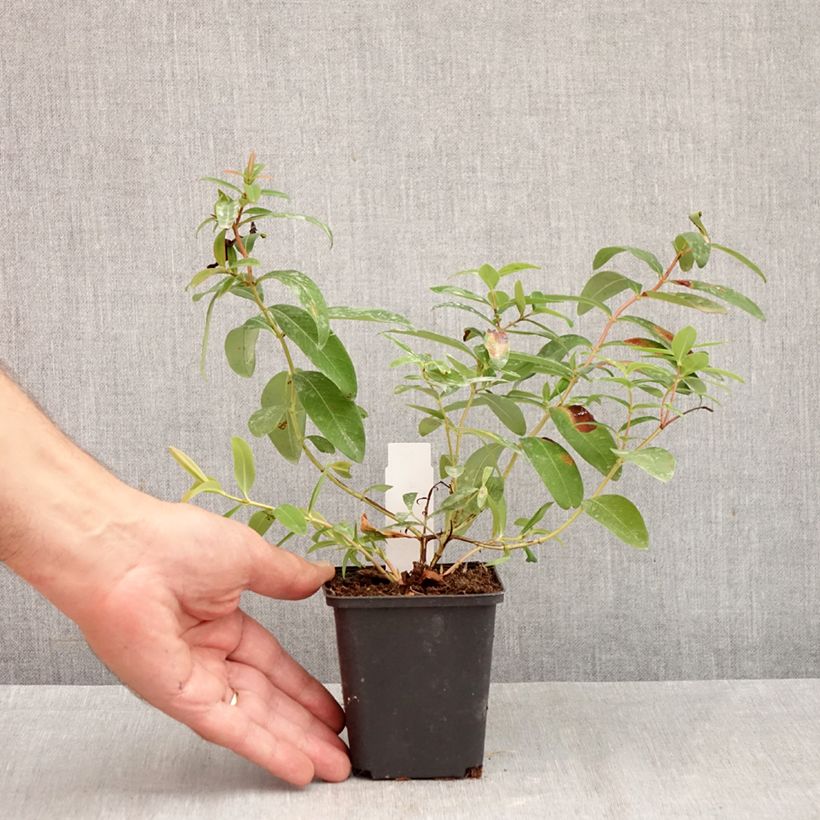Exemplaar van Hypericum calycinum - Hertshooi Kweekpotje van 7/8 cm zoals geleverd in de herfst