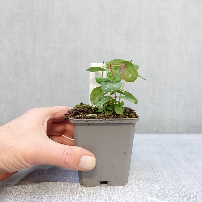 Exemplaar van Hypericum calycinum - Hertshooi Kweekpotje van 7/8 cm zoals geleverd in de winter