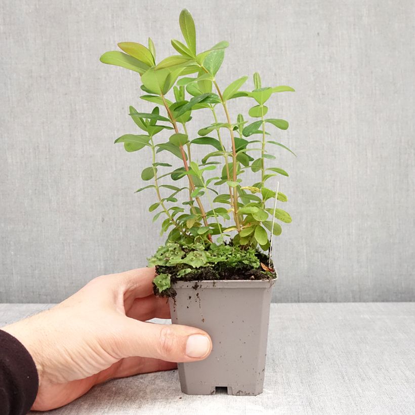 Exemplaar van Hypericum calycinum - Hertshooi Kweekpotje van 7/8 cm zoals geleverd in de lente