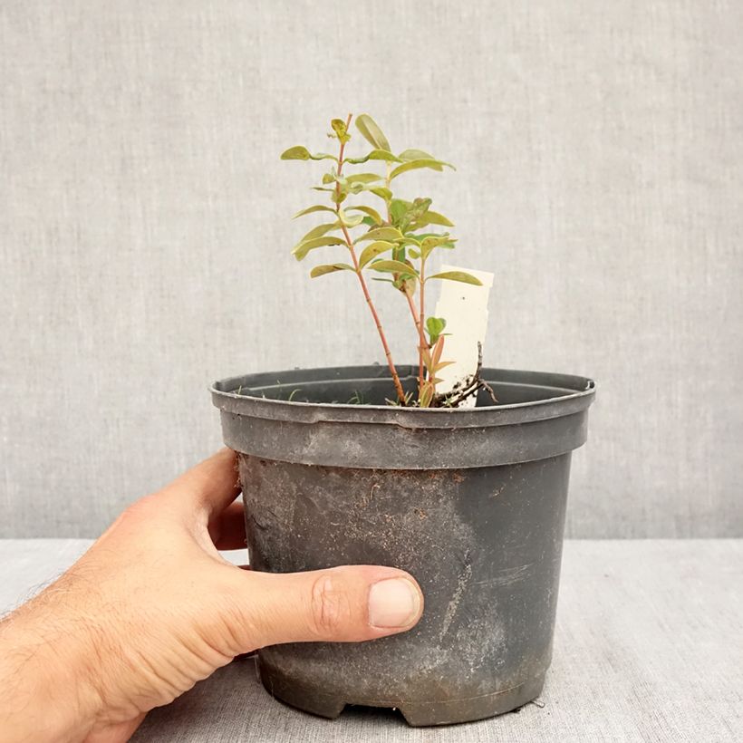 Exemplaar van Hypericum calycinum - Hertshooi Pot van 2 l/3 l zoals geleverd in de zomer