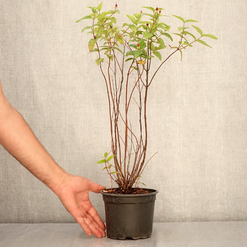 Exemplaar van Hypericum Elstead - Hertshooi Pot van 1,5 l/2 l zoals geleverd in de zomer