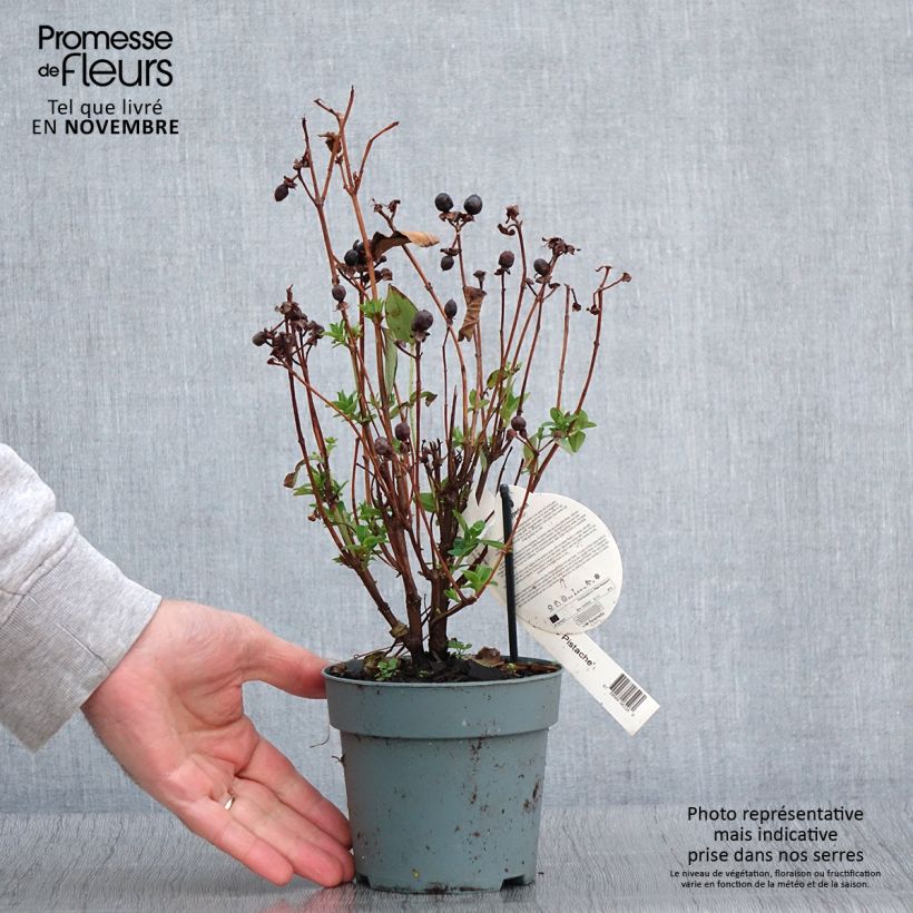 Exemplaar van Hypericum inodorum Miracle Pistache - Hertshooi Pot van 2 l/3 l zoals geleverd in de herfst
