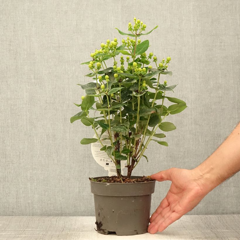 Exemplaar van Hypericum inodorum Miracle Pistache - Hertshooi Pot van 2 l/3 l zoals geleverd in de zomer