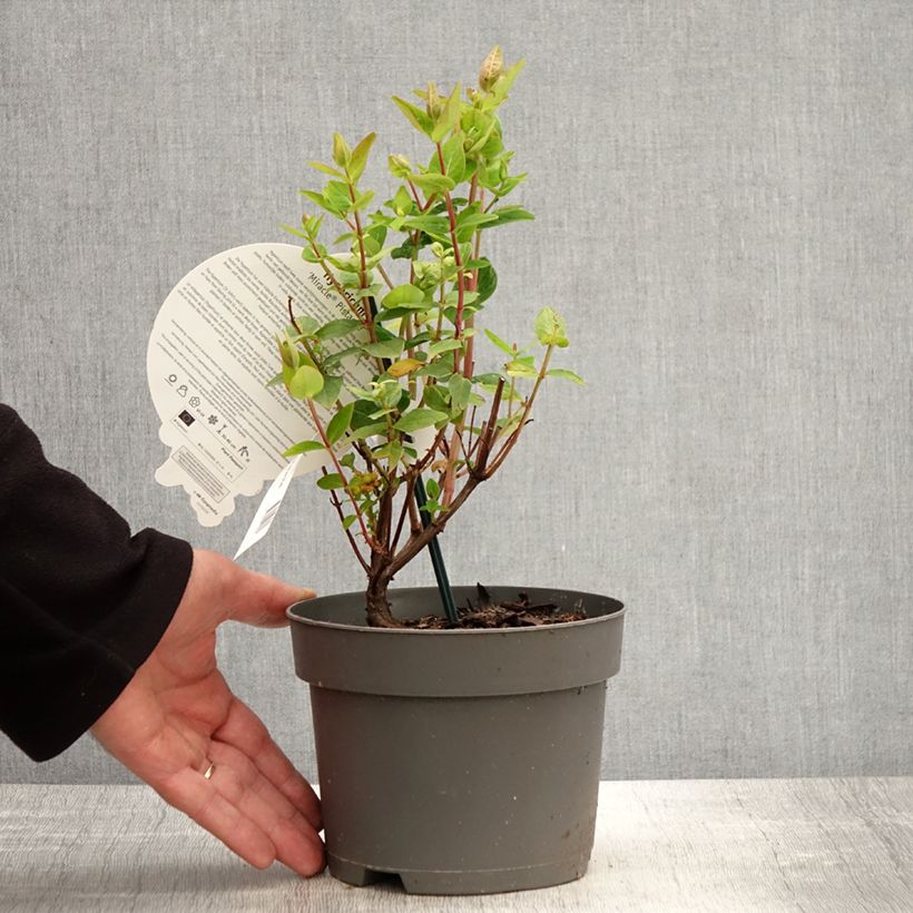Exemplaar van Hypericum inodorum Miracle Pistache - Hertshooi Pot van 2 l/3 l zoals geleverd in de lente