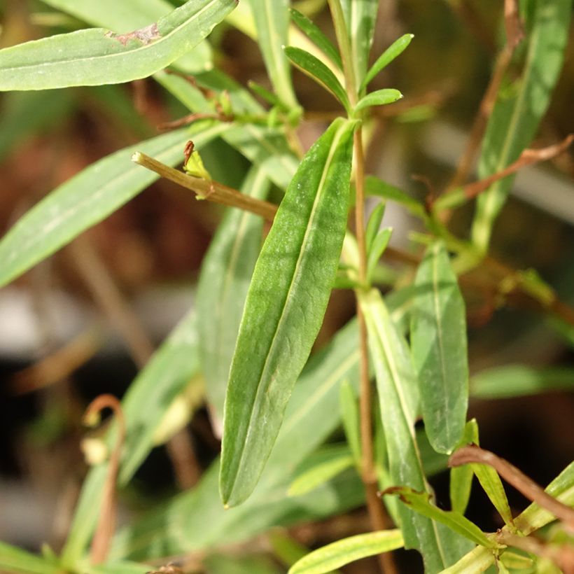 Hypericum kalmianum Sunny Boulevard - Kalm's hertshooi (Blad)