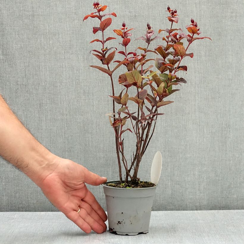Exemplaar van Hypericum Miracle Night - Hertshooi Pot van 12 cm / 13 cm zoals geleverd in de zomer