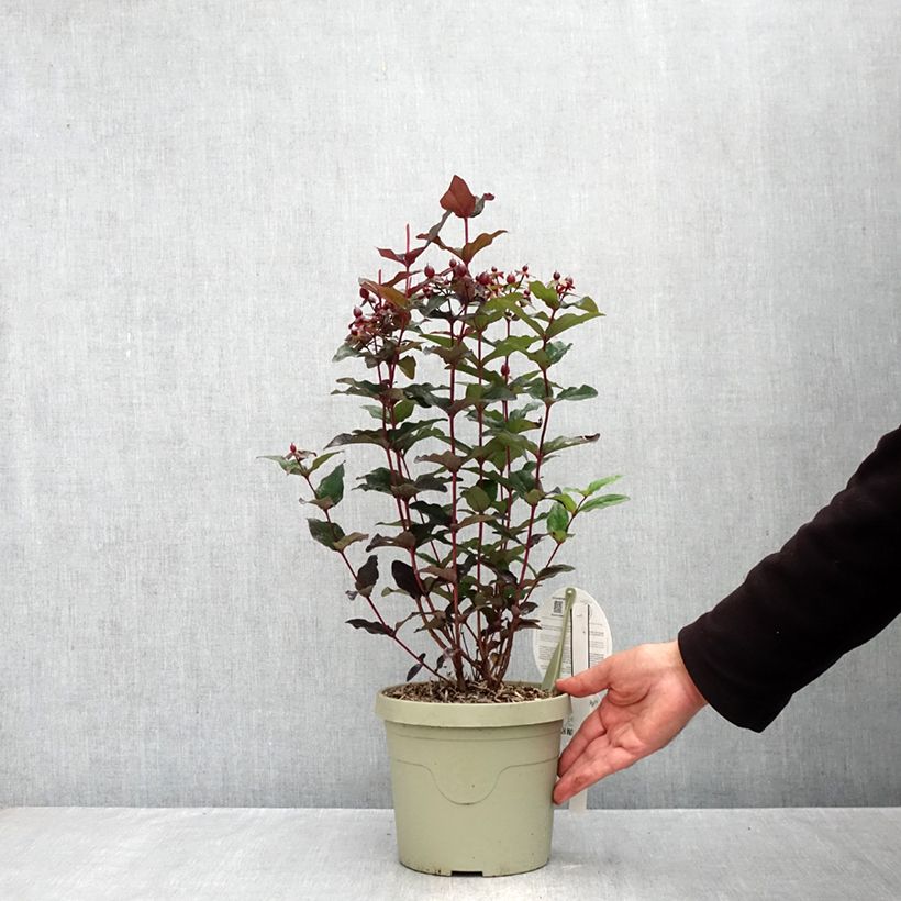 Exemplaar van Hypericum Miracle Night - Hertshooi Pot van 3 l/4 l zoals geleverd in de herfst