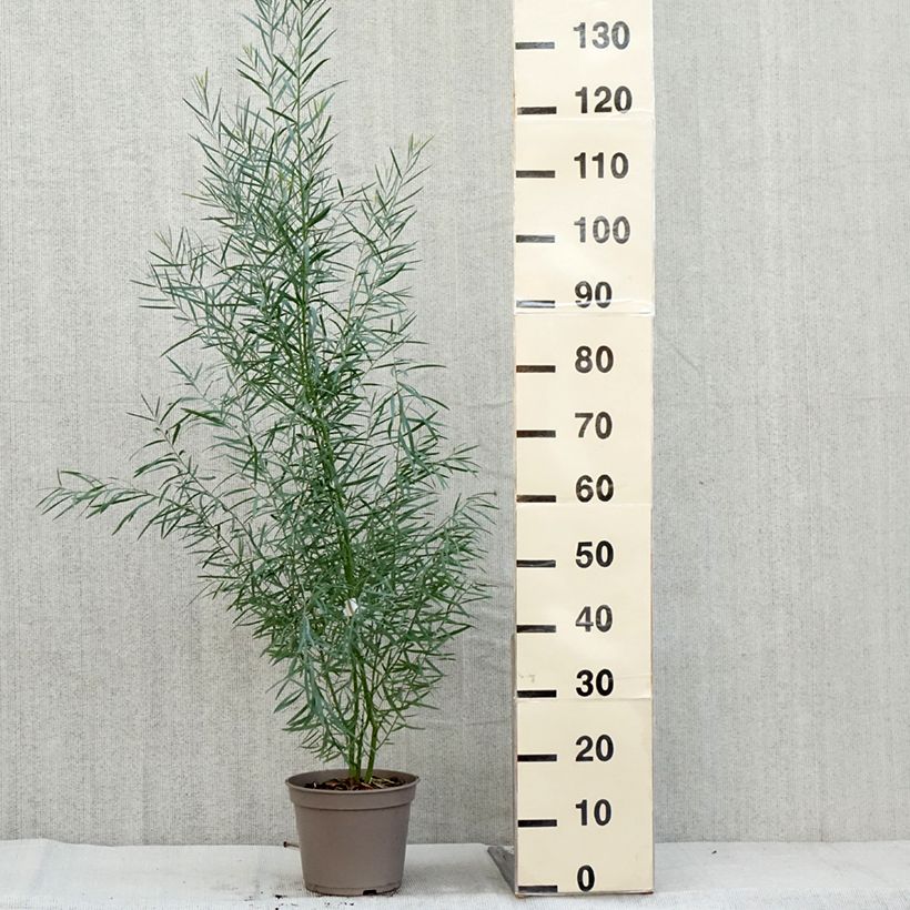Exemplaar van Acacia iteaphylla - Mimosa Pot van 4 l/5 l zoals geleverd in de herfst