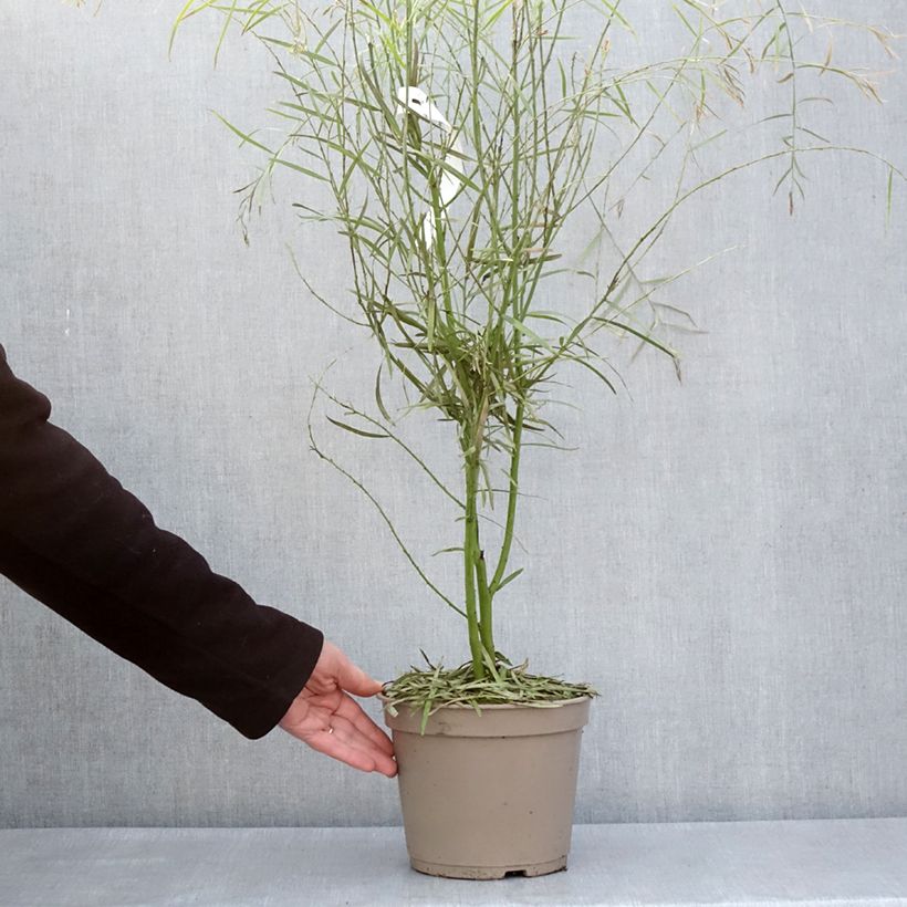 Example of Acacia iteaphylla - Mimosa Pot van 4 l/5 l as you get in printemps