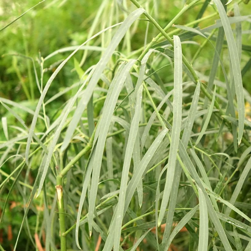 Acacia iteaphylla - Mimosa (Blad)