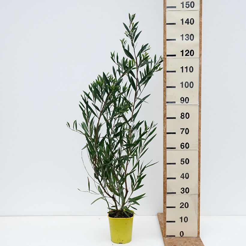 Exemplaar van Acacia longifolia - Mimosa Pot van 4 l/5 l zoals geleverd in de herfst