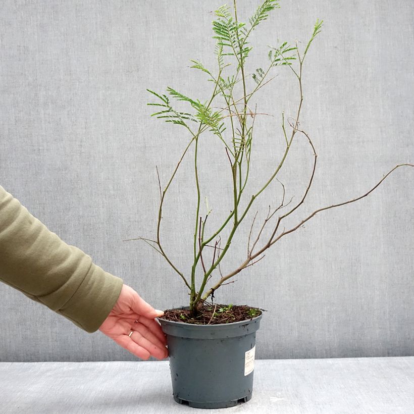 Exemplaar van Acacia dealbata Mimosa - Mimosa Pot van 2 l/3 l zoals geleverd in de winter