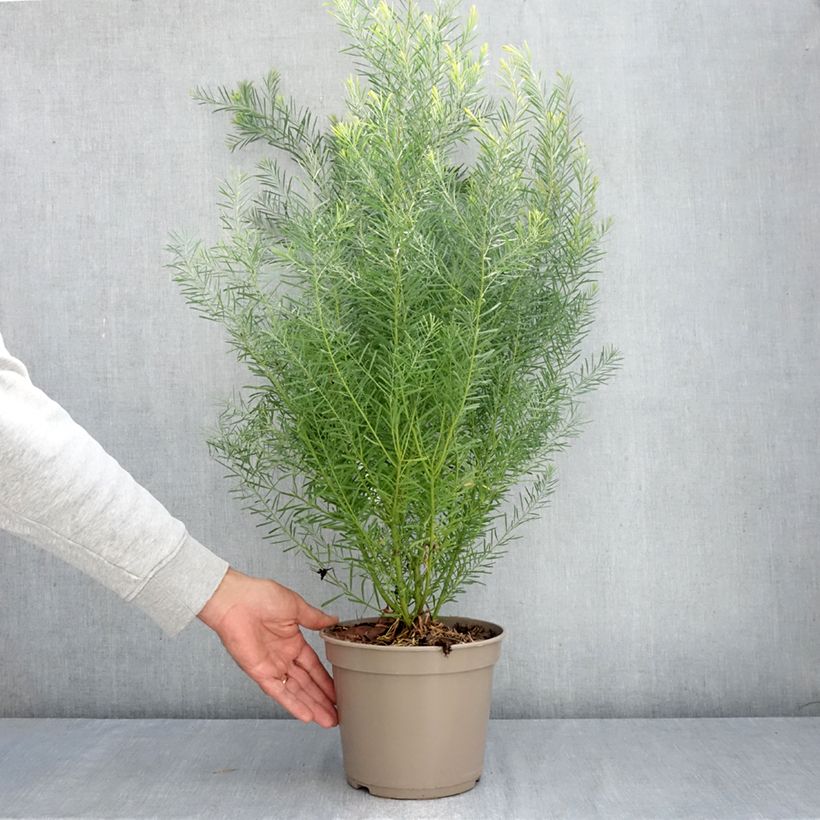 Exemplaar van Acacia boormanii - Mimosa Pot van 4 l/5 l zoals geleverd in de herfst